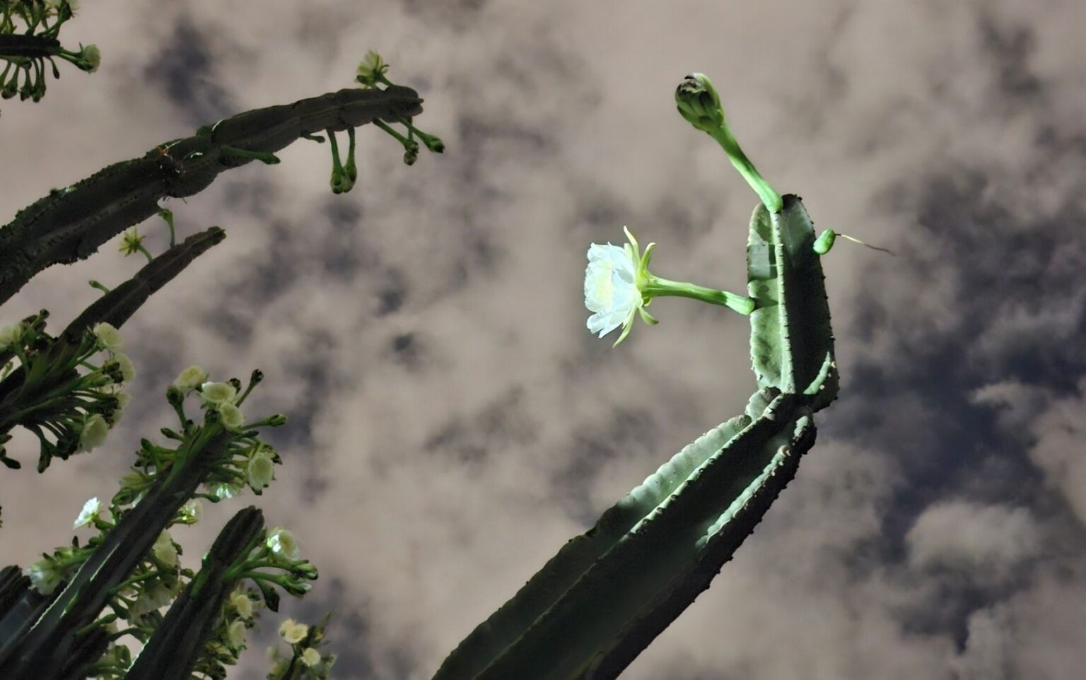 Cacto Mandacaru: Raro Exemplar Impressiona em Ribeirão Preto, SP