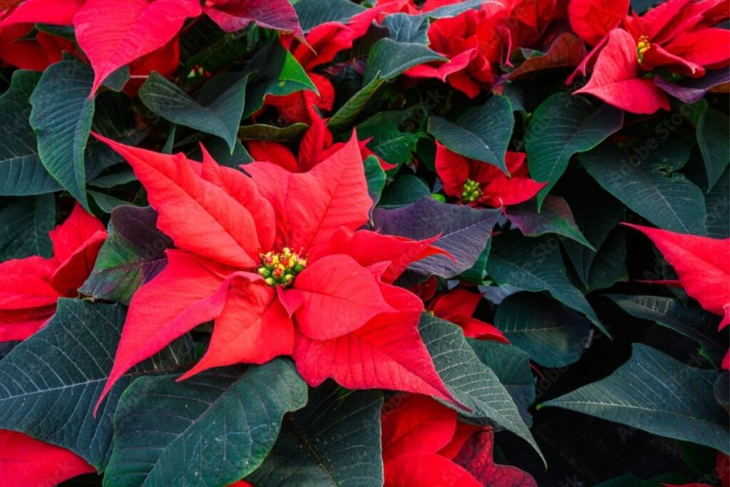 Ceagesp prevê crescimento nas vendas de flores e plantas ornamentais: 650 toneladas esperadas