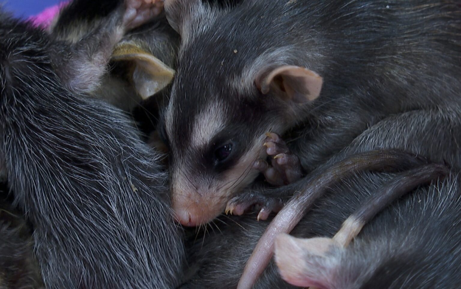 Crescente Resgate de Animais Silvestres em São Paulo: Aumento de 26% em Ocorrências