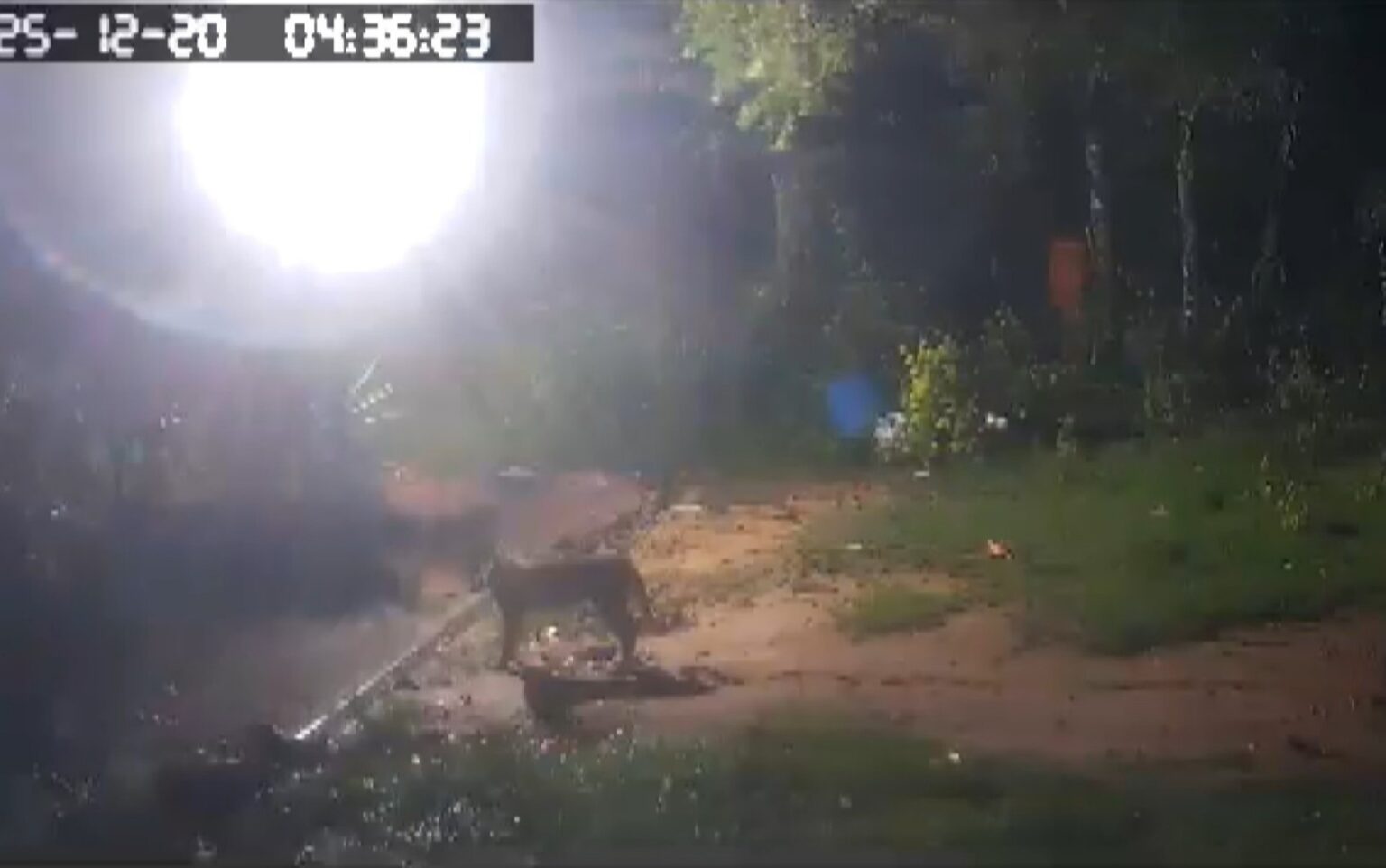 Onças-pardas Causam Prejuízo em Sítio de Pedregulho: 'Galinhas eram minha Renda'