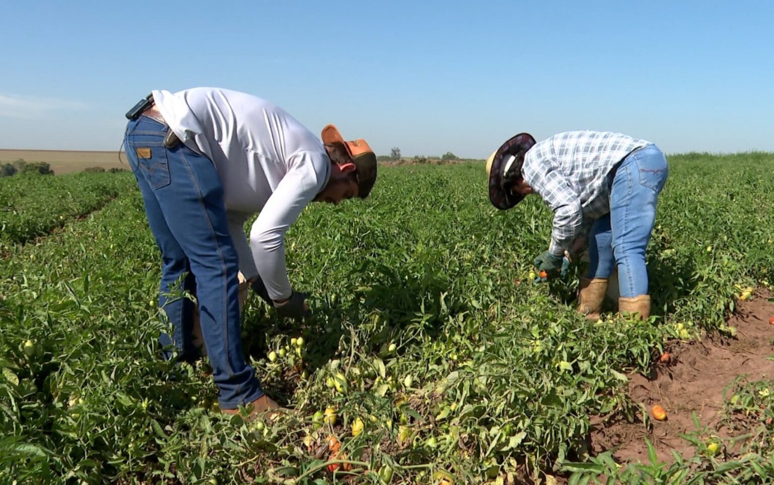 André Cossin: O Jovem de 20 Anos Transformando o Agronegócio no Interior de SP