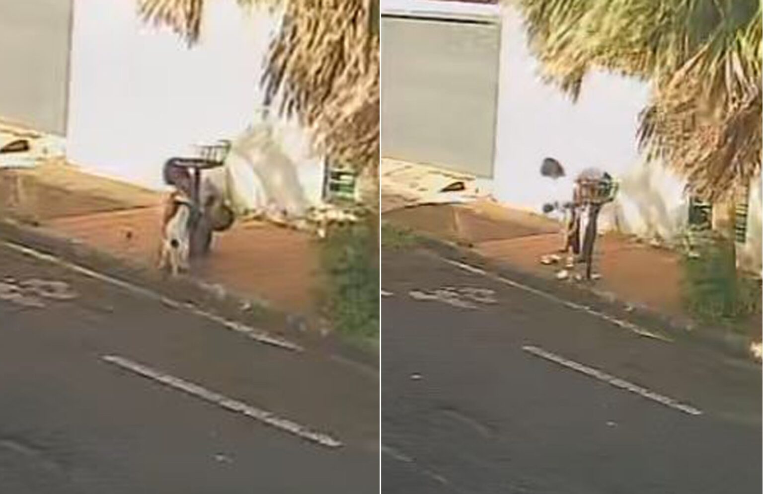 Cachorra Neguinha Retorna para Casa Após Aventura em Barretos, SP Cachorra Neguinha Retorna para Casa Após Aventura em Barretos, SP