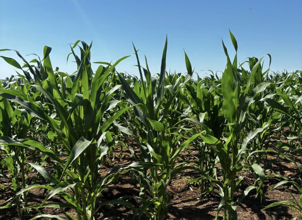 Clima Favorável Impulsiona Cultura do Milho e Soja em Alegrete
