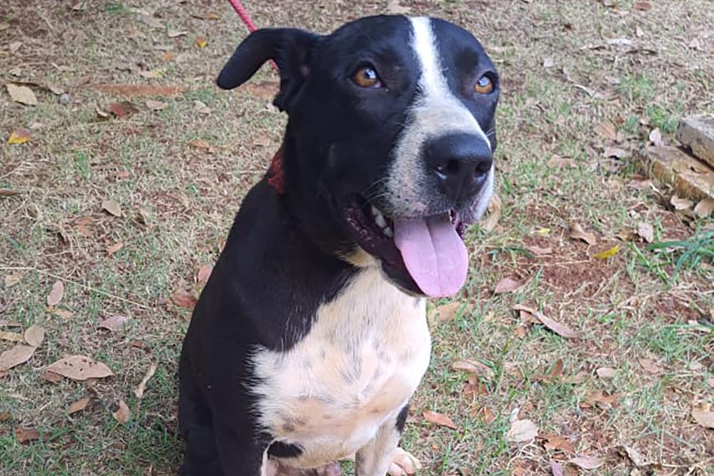 Debate em Araçatuba Foca em Leis de Proteção aos Animais e Combate aos Maus-Tratos Debate em Araçatuba Foca em Leis de Proteção aos Animais e Combate aos Maus-Tratos