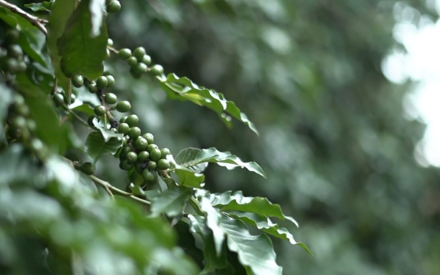 Do Plantio à Xícara: Agrofloresta e Café Orgânico Transformam a Alta Mogiana