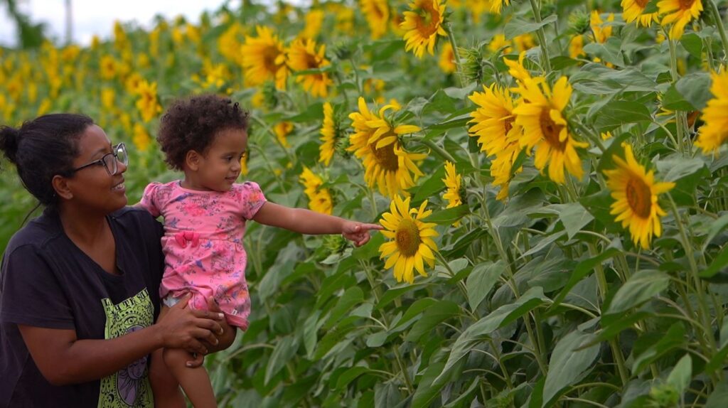 Empresário Transforma Condomínio em Ponto Turístico com Plantação de Girassóis em Miguelópolis, SP