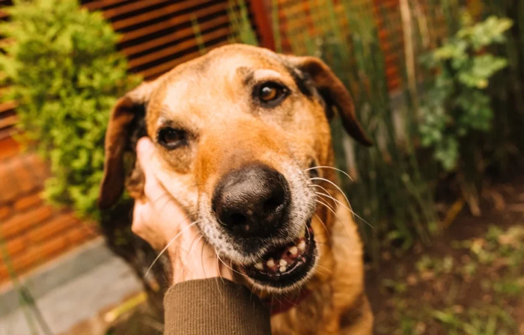 Reconhecimento da Cultura 'Vira-Lata Caramelo' em SP é um Marco Para a Proteção Animal