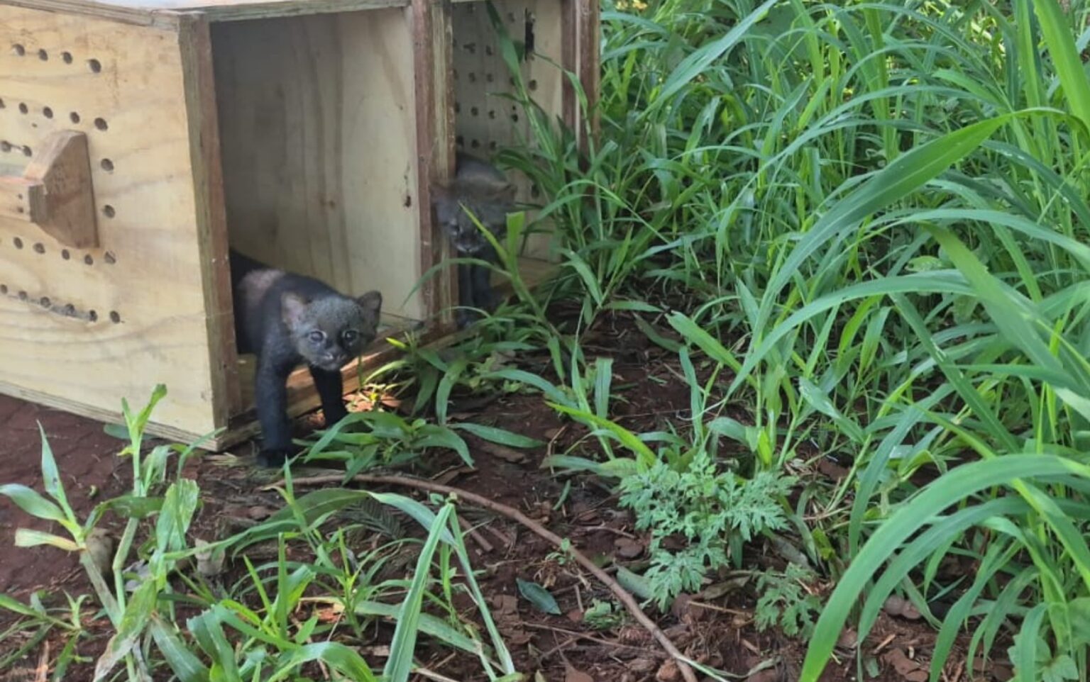 Retorno à Natureza: 66 Animais Silvestres Reabilitados São Soltos em Ribeirão Preto
