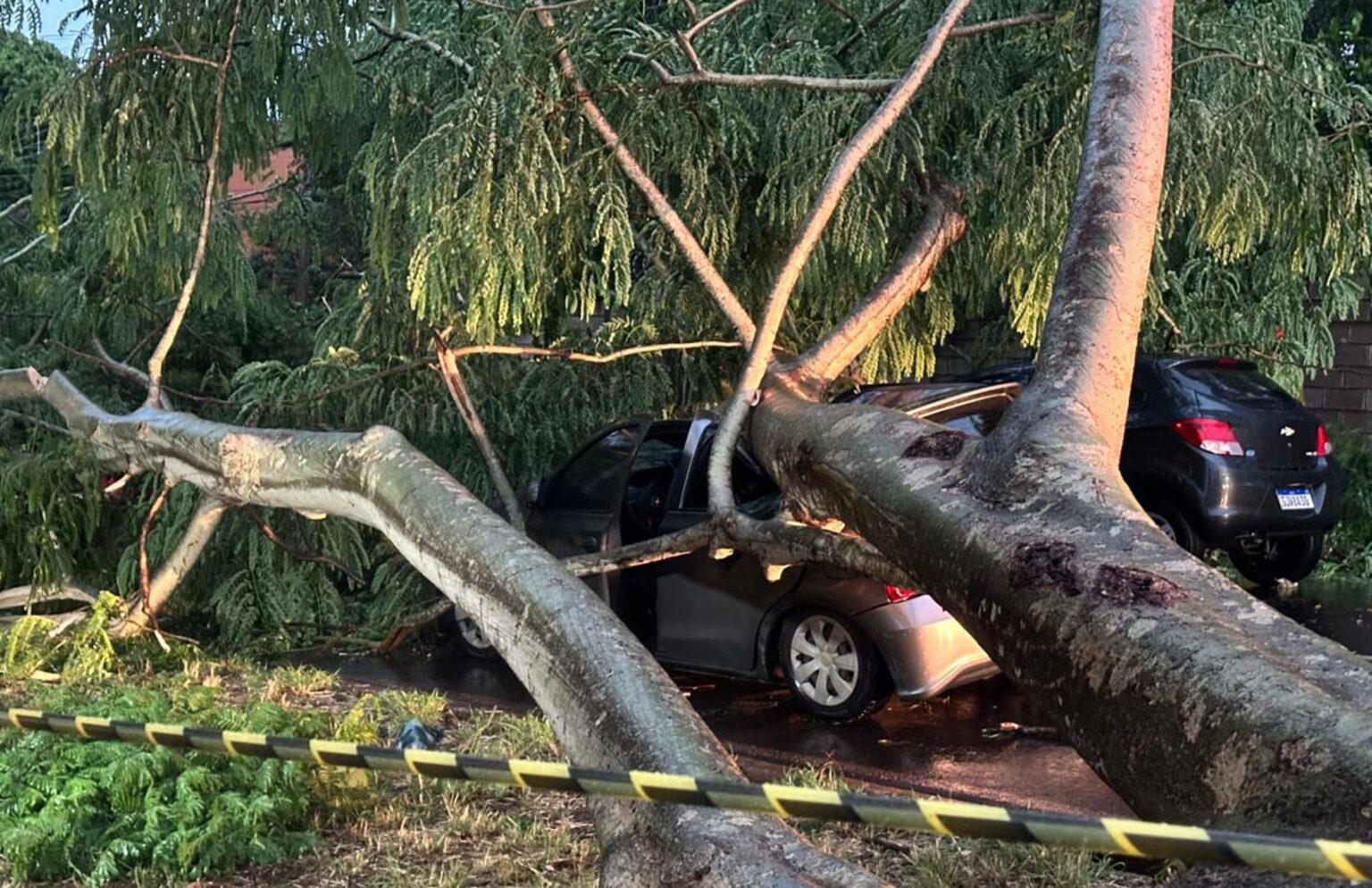 Temporal Devasta Ribeirão Preto: Quedas de Árvores e Alagamentos Surpreendem Moradores