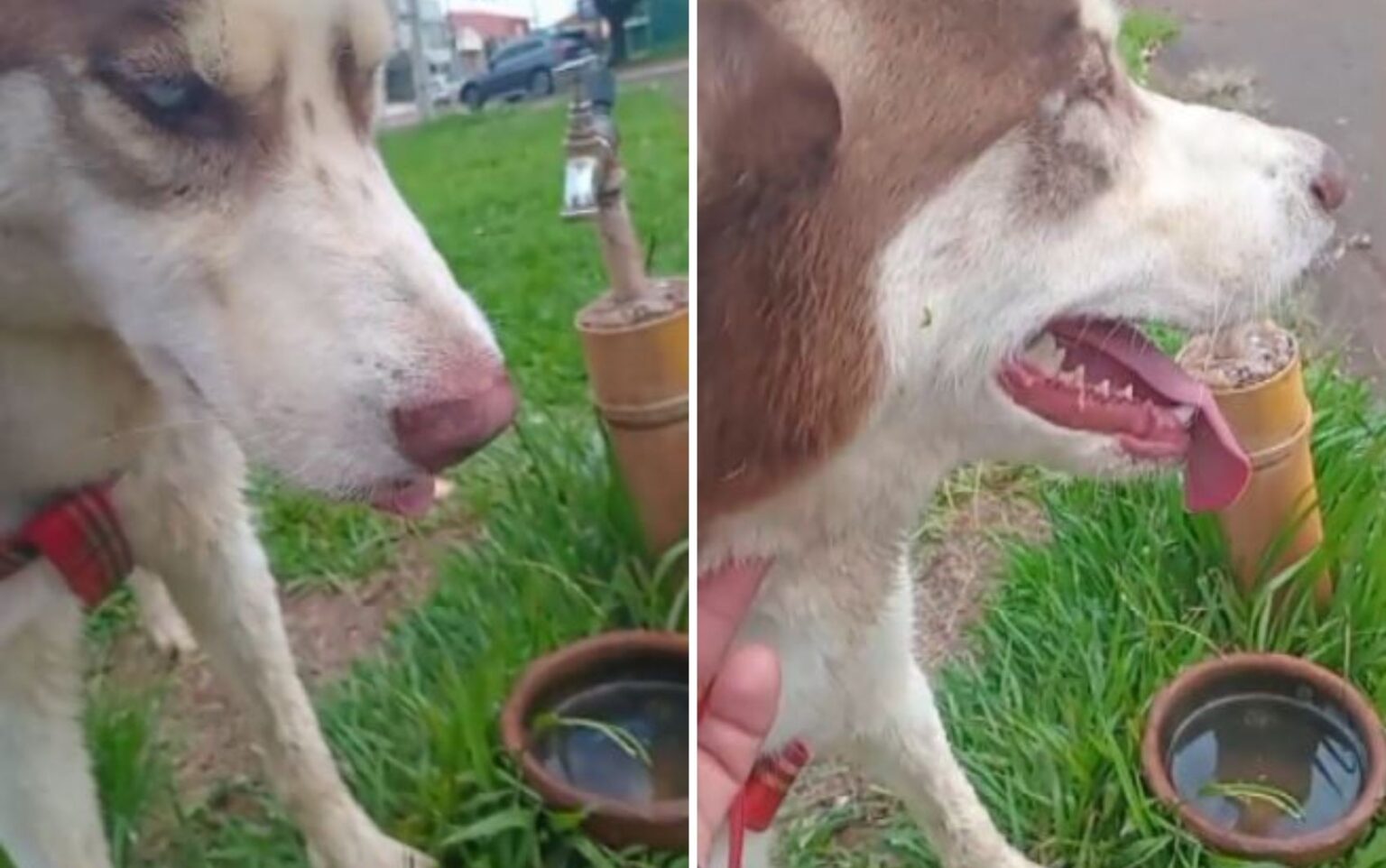 Tragédia em Guaíra: Cachorro Morre Após Se Assustar Com Fogos de Artifício na Virada do Ano Tragédia em Guaíra: Cachorro Morre Após Se Assustar Com Fogos de Artifício na Virada do Ano