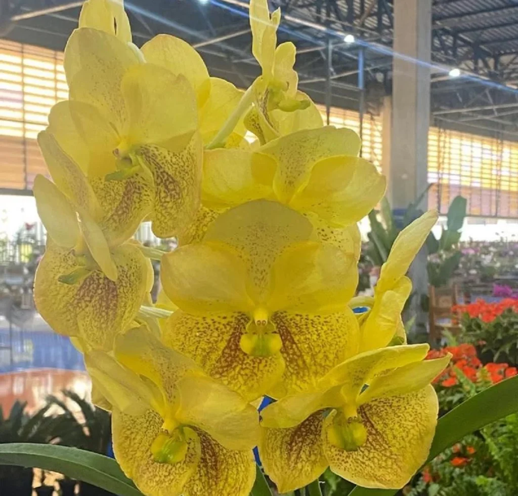 7º Festival de Orquídeas e Suculentas em Ribeirão Preto: Mais de 10 Mil Plantas em Exibição! 7º Festival de Orquídeas e Suculentas em Ribeirão Preto: Mais de 10 Mil Plantas em Exibição!