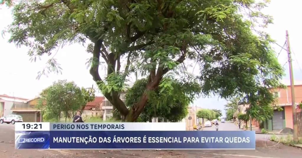 Acidentes em Ribeirão Preto: A preocupação com a manutenção das árvores