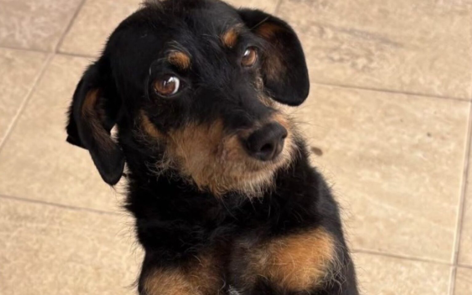 Cachorra Morta em Cajuru: Vizinho Fala sobre o Impacto da Perda Cachorra Morta em Cajuru: Vizinho Fala sobre o Impacto da Perda