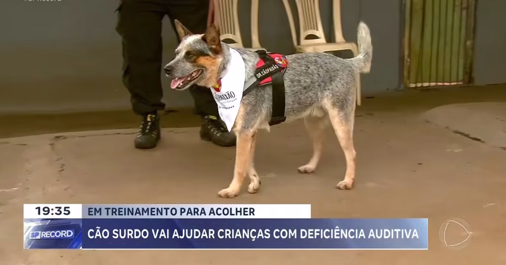 Cão Surdo Treinado Para Ajudar Crianças com Deficiência Auditiva em Ribeirão Preto