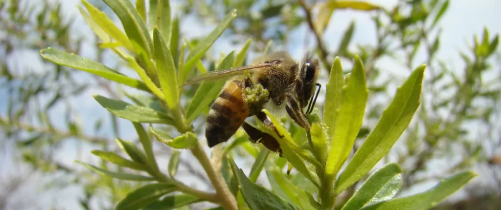 Estudo da USP Revela Eficácia da Própolis Verde no Combate a Doenças Neurodegenerativas