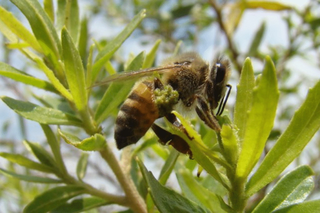 Estudo da USP Revela Potencial da Própolis Verde no Combate a Doenças Neurodegenerativas