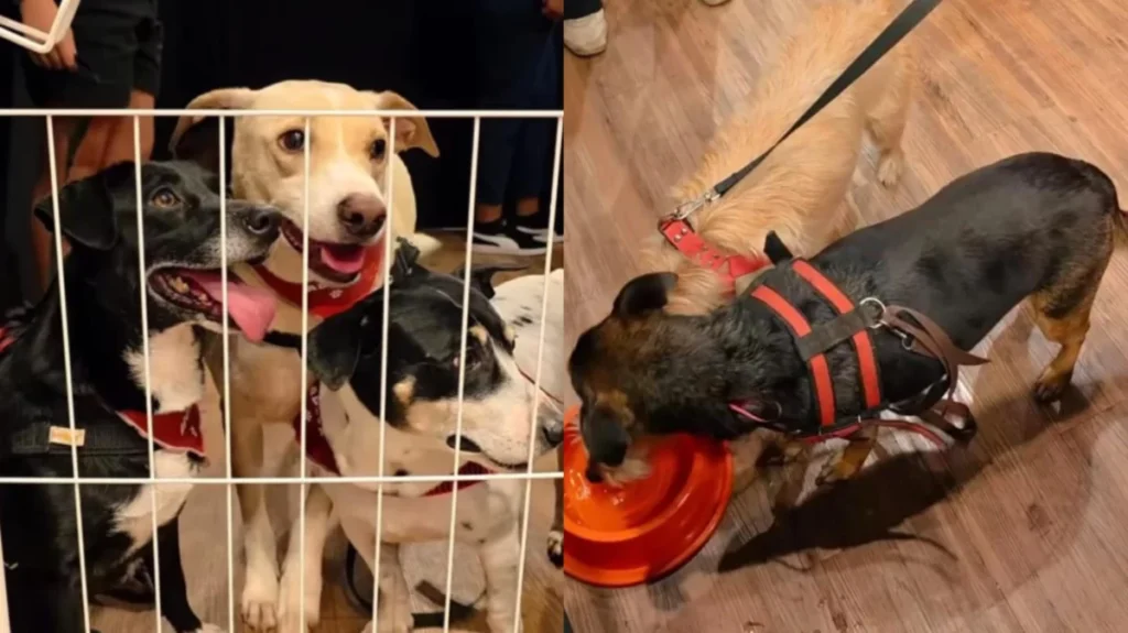 Feira de Adoção Pet em Ribeirão Preto: Um Evento Imperdível neste Domingo