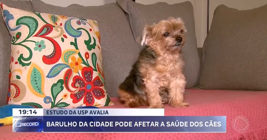 Impactos do Barulho Urbano na Saúde dos Cães: Estudo da USP em Ribeirão Preto