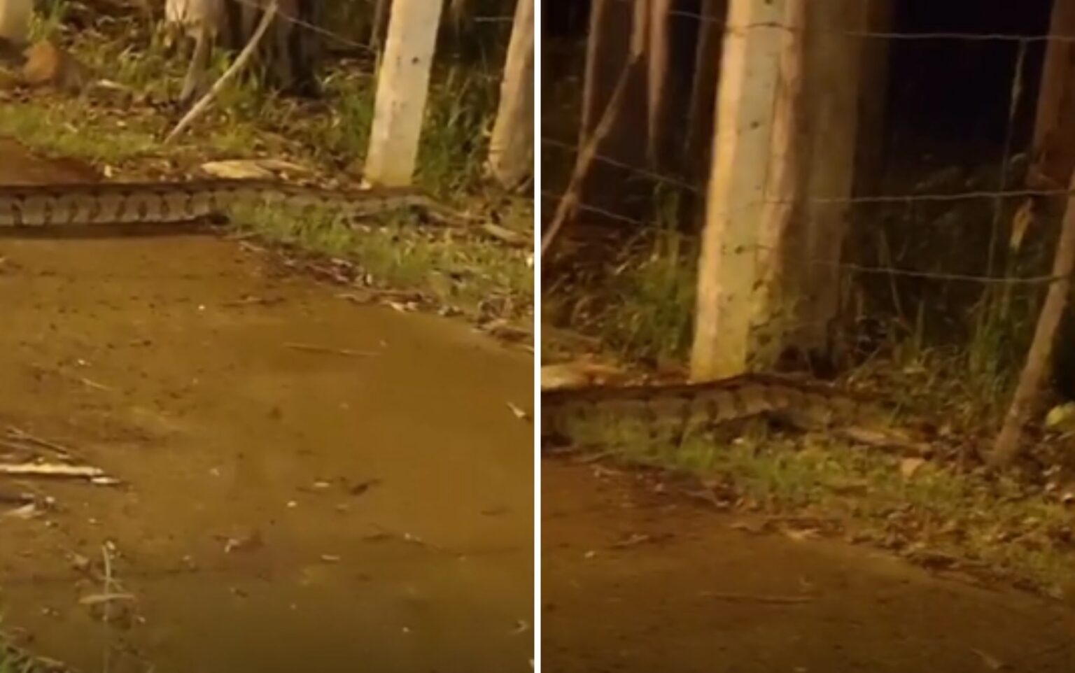 Morador Flagrou Sucuri Cruzando Avenida em Ribeirão Preto; Veja o Vídeo
