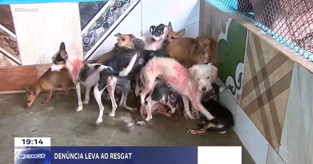 Resgate de 20 Cães em Ribeirão Preto: Denúncias de Maus-Tratos Geram Ação Rápida