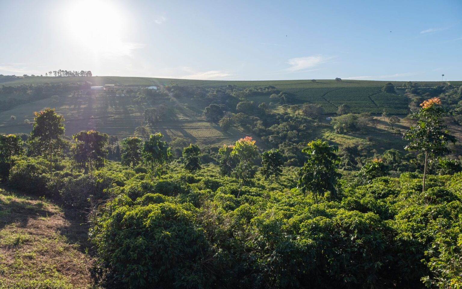 Agricultura Regenerativa: O Futuro Sustentável do Café em Tempos de Mudanças Climáticas Agricultura Regenerativa: O Futuro Sustentável do Café em Tempos de Mudanças Climáticas
