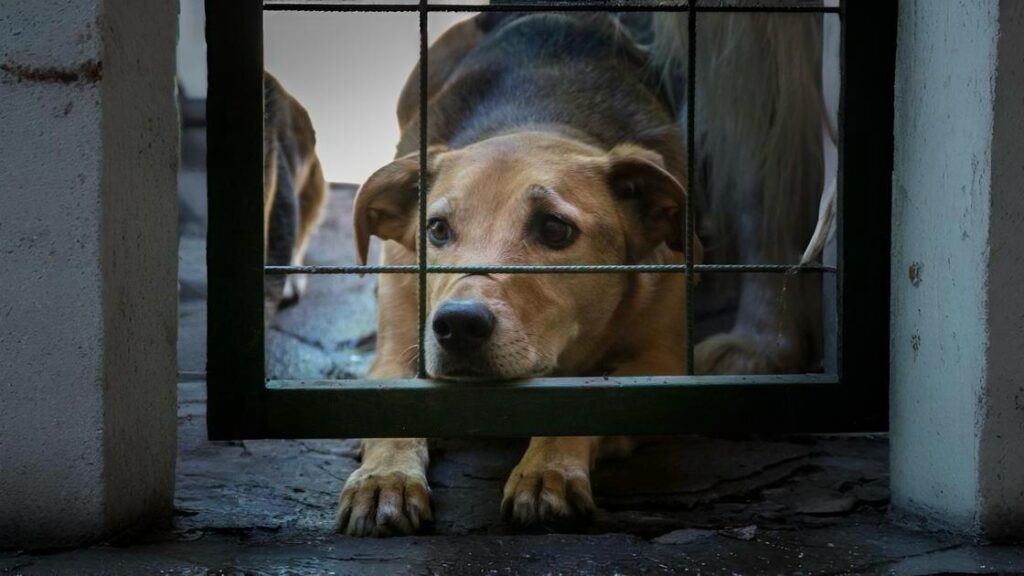 Alarming Abandonment of Animals in Brazil: A Growing Concern