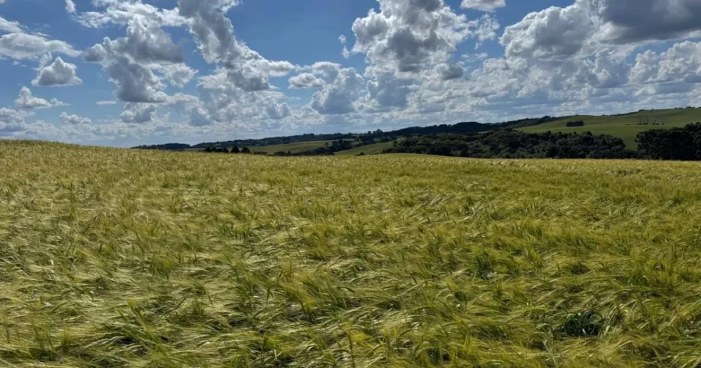 Ambev Implementa Nova Política para Impulsionar Produção de Cevada no Sul do Brasil Ambev Implementa Nova Política para Impulsionar Produção de Cevada no Sul do Brasil