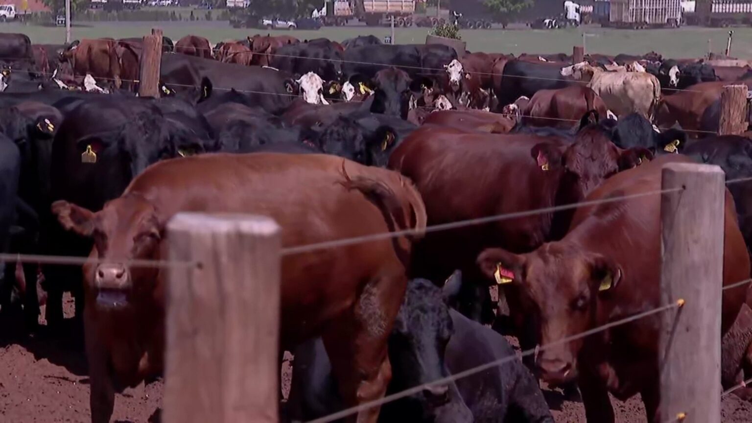 Gado resgatado de navio incendiado em São Sebastião se recupera em fazenda de Barretos