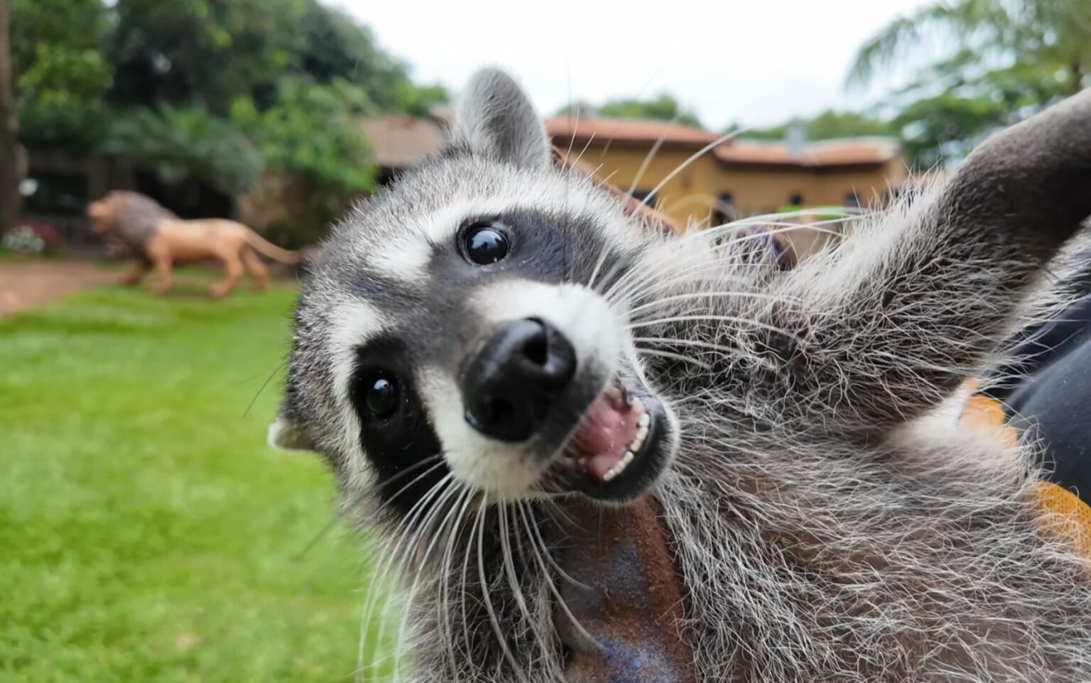Nascimento Inédito de Guaxinim Norte-Americano no Brasil: Um Marco no Zoológico de SP