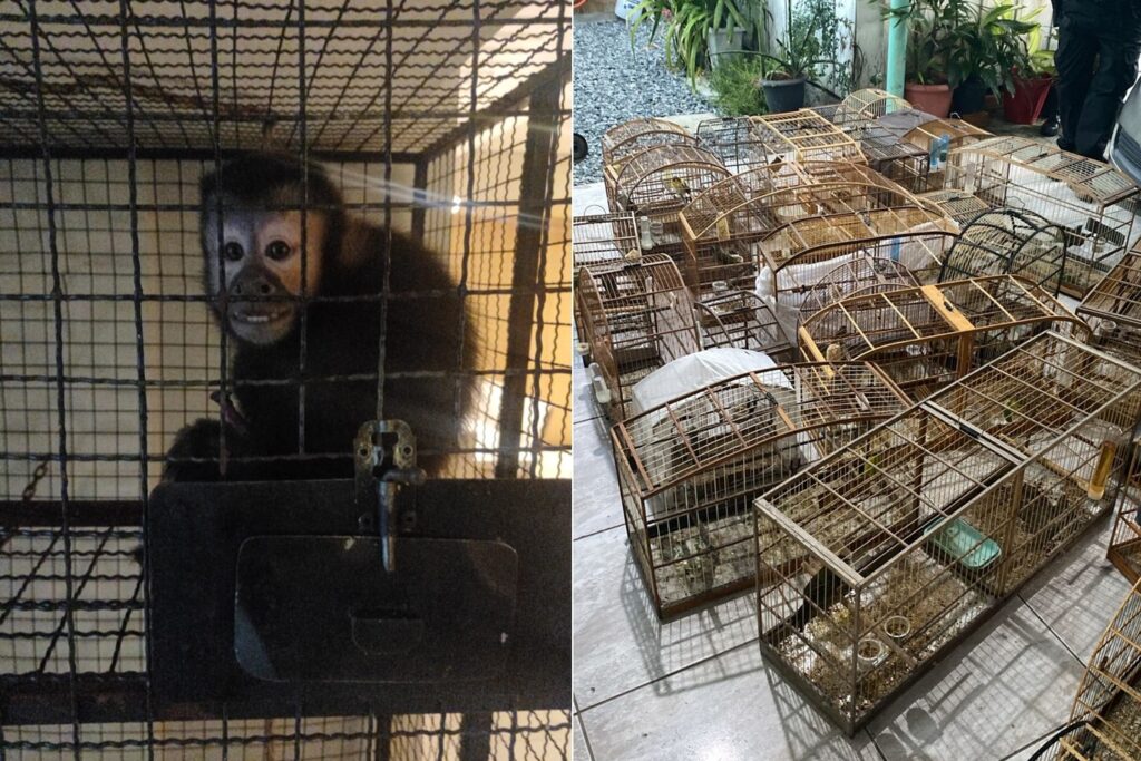 Operação Aruana do GAECO resgata macacos e mais de 130 aves em ação contra tráfico de fauna