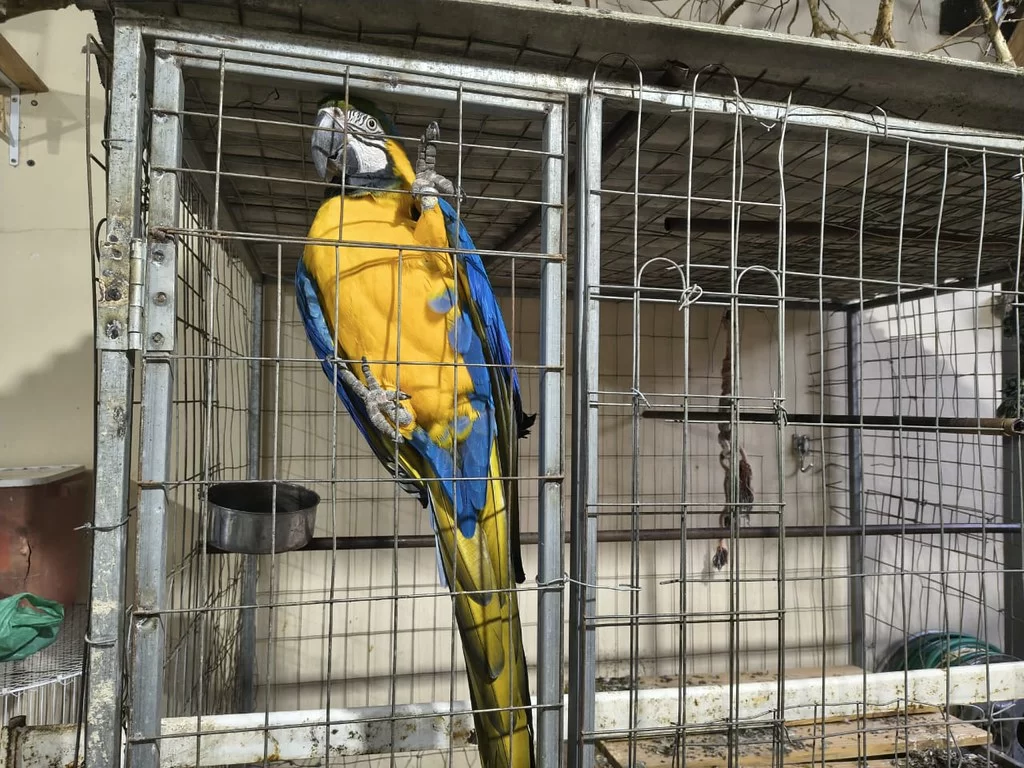 Operação Aruana do Gaeco em Santa Catarina Combate Tráfico de Animais em Ribeirão Preto Operação Aruana do Gaeco em Santa Catarina Combate Tráfico de Animais em Ribeirão Preto