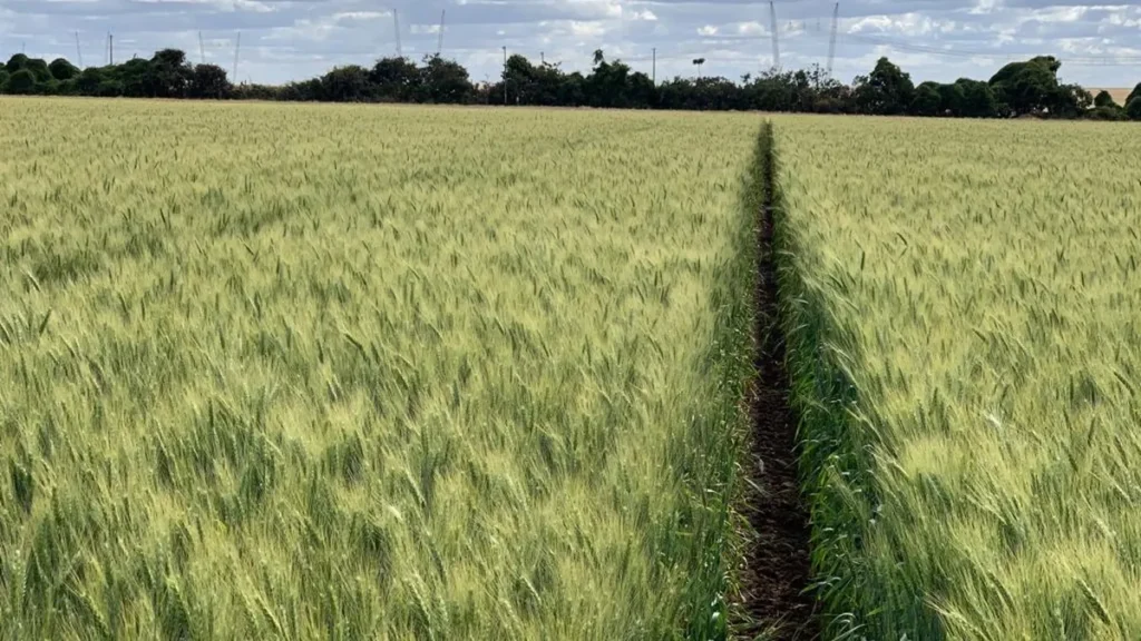 Produtividade do Trigo no Brasil: Recordista Reduz Área de Plantio em 2024