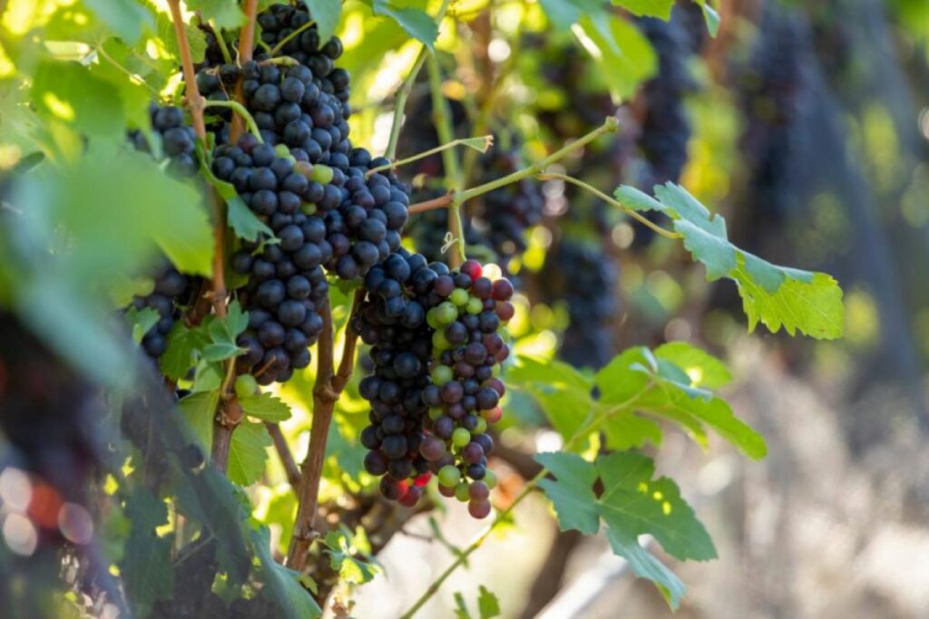 Rota do Vinho de São Paulo: 16 Adegas Atraem Turistas e Impulsionam Economia Rota do Vinho de São Paulo: 16 Adegas Atraem Turistas e Impulsionam Economia