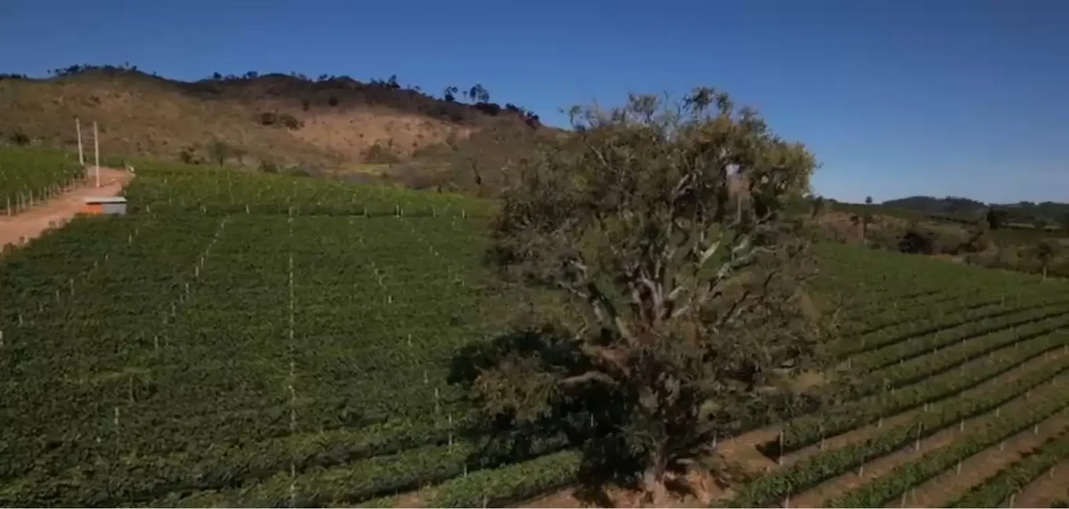 Rota do Vinho em SP: R$ 1 Bilhão em Investimentos e Ascensão ao Polo de Luxo Rota do Vinho em SP: R$ 1 Bilhão em Investimentos e Ascensão ao Polo de Luxo