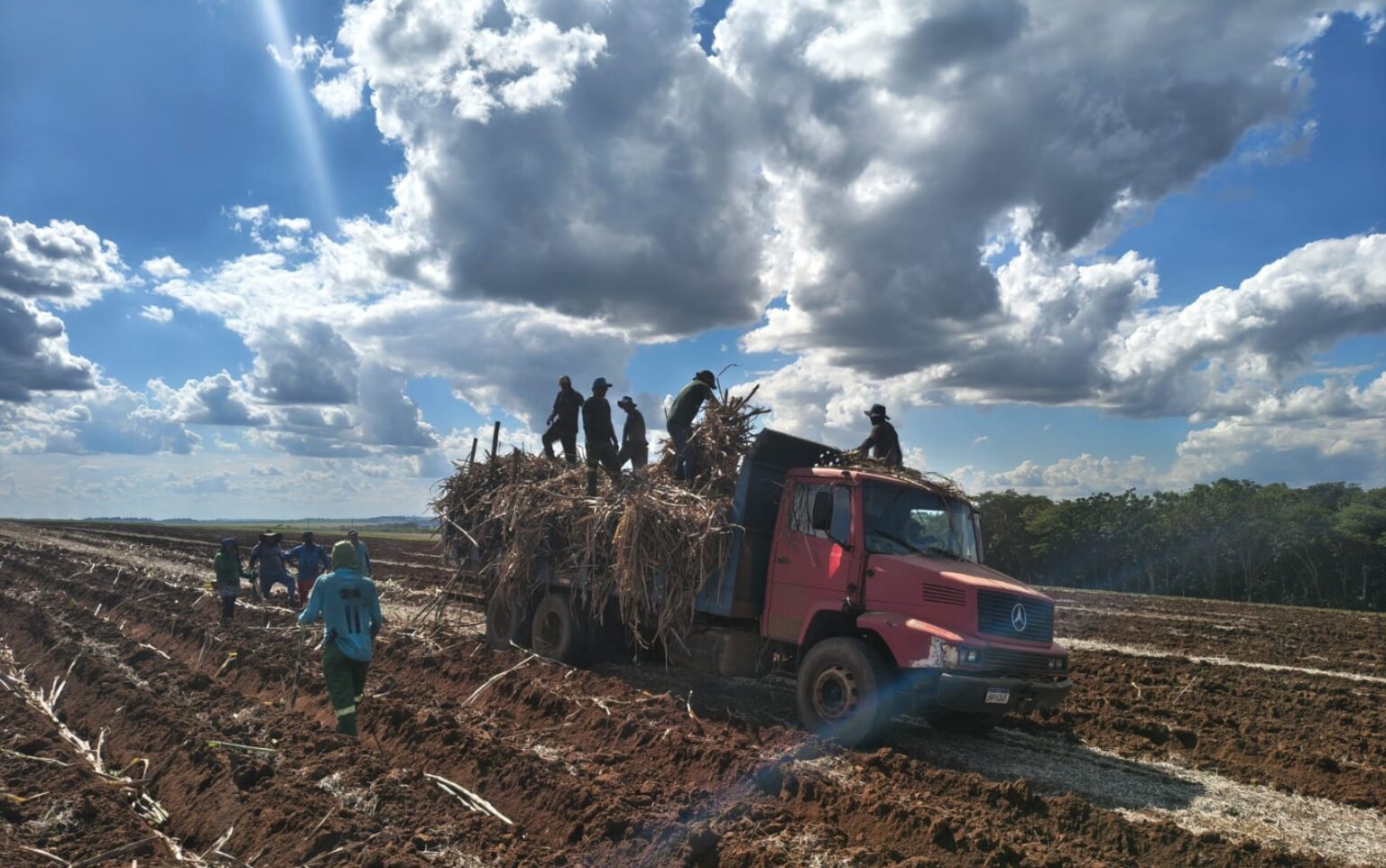Trabalhadores de Cana Resgatados: Condições Críticas e Irregularidades em Fazenda de Batatais Trabalhadores de Cana Resgatados: Condições Críticas e Irregularidades em Fazenda de Batatais