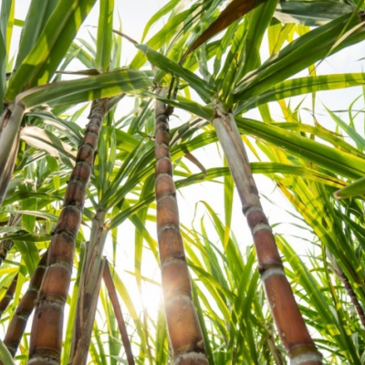 Cana-de-açúcar no Centro-Sul: Concentração de Produção e Polos Municipais em Destaque Cana-de-açúcar no Centro-Sul: Concentração de Produção e Polos Municipais em Destaque