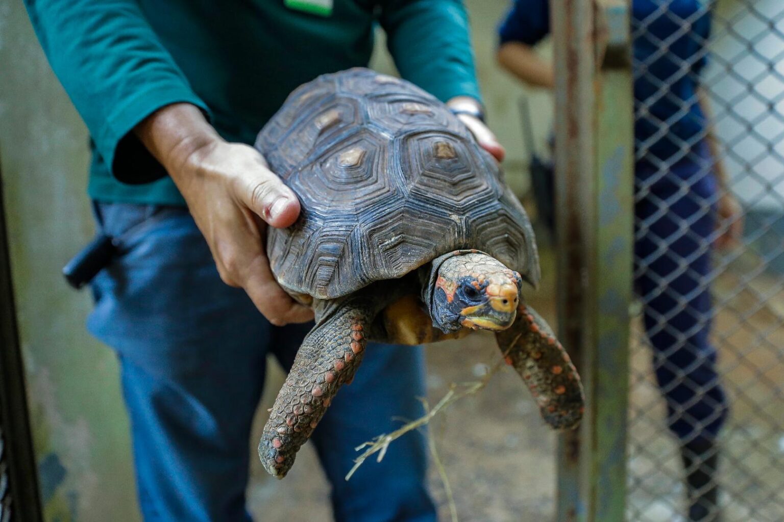 CETRAS registra acolhimento de 660 animais silvestres no início de 2026