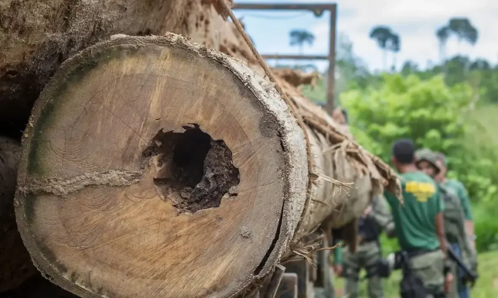 Desmatamento no Brasil: Soluções Existem, Mas Falta Vontade Política, Afirma Marina Rossi