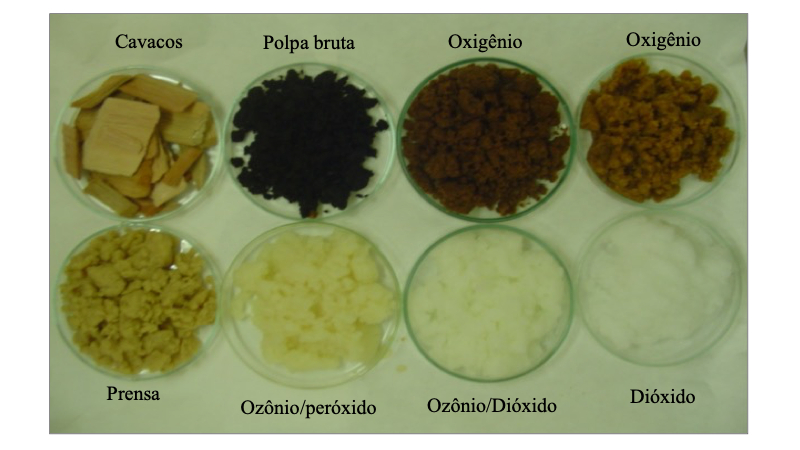 Enzima de Fungo Promete Revolucionar a Indústria de Papel de Forma Sustentável Enzima de Fungo Promete Revolucionar a Indústria de Papel de Forma Sustentável