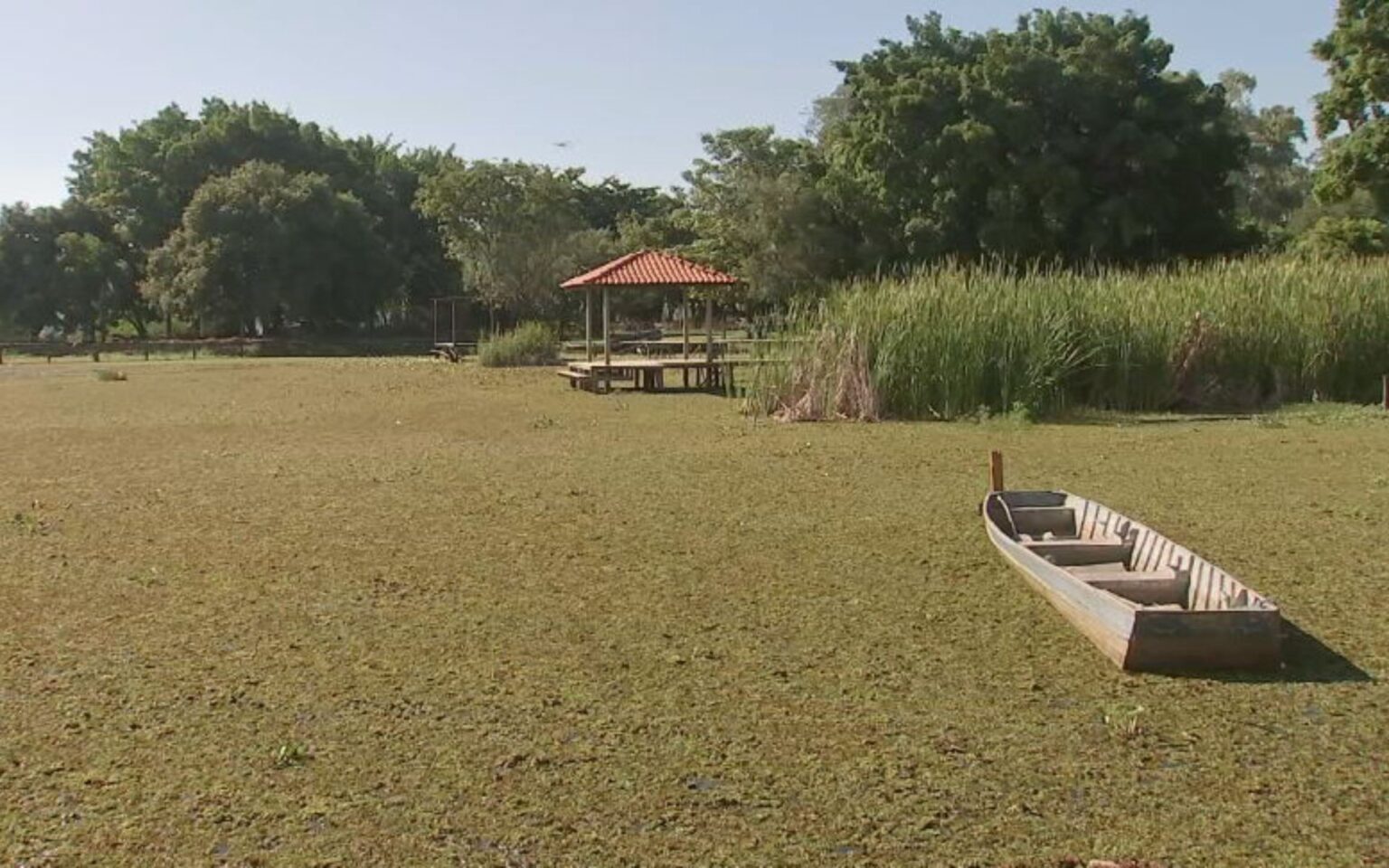 Excesso de Algas Afeta Economia e Vida Aquática no Rio Tietê em SP