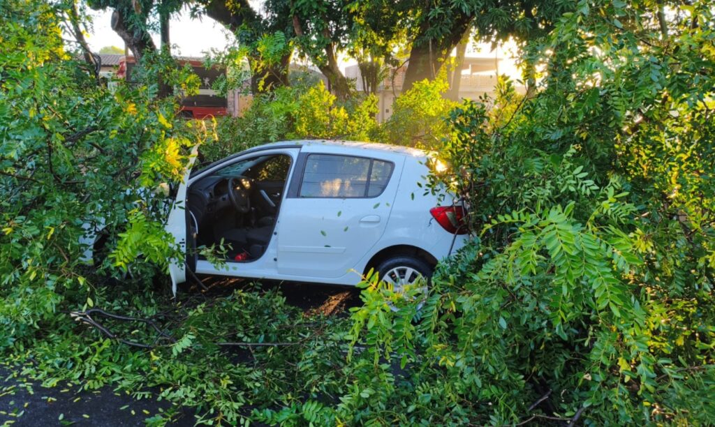 Galhos de árvore caem sobre carro em Ribeirão Preto: 'Fiquei sem reação'