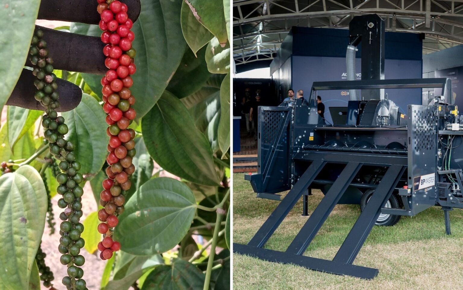 Inovação Tecnológica Revoluciona Colheita de Pimenta-do-Reino em SP
