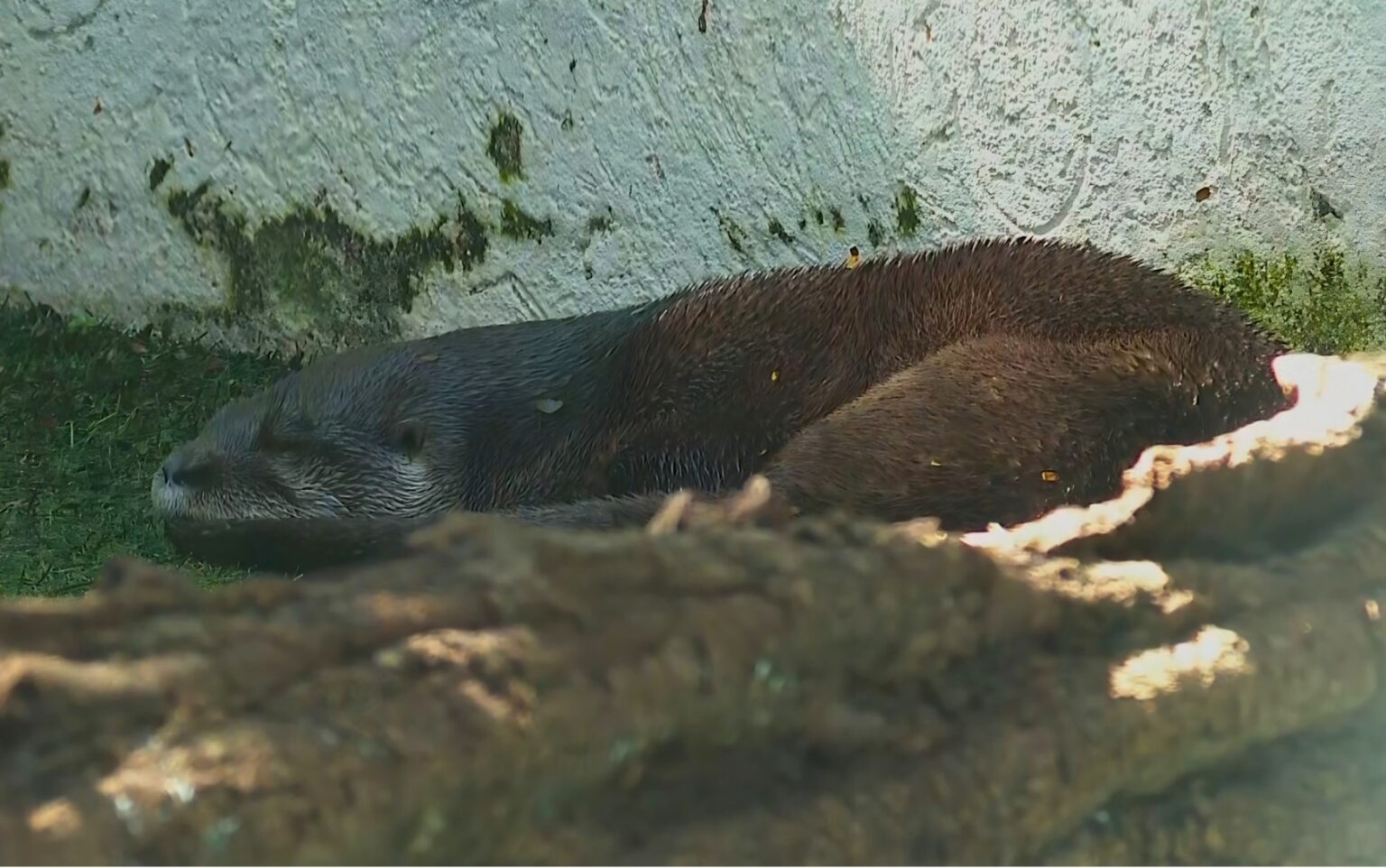 Trio de Lontras Famosas Se Instala em Zoo de Ribeirão Preto e Encanta Visitantes