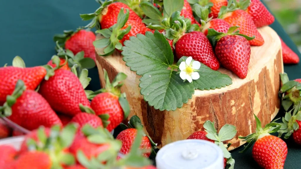 Morango Fênix da Embrapa revoluciona produção em São Paulo com fruta maior e mais doce