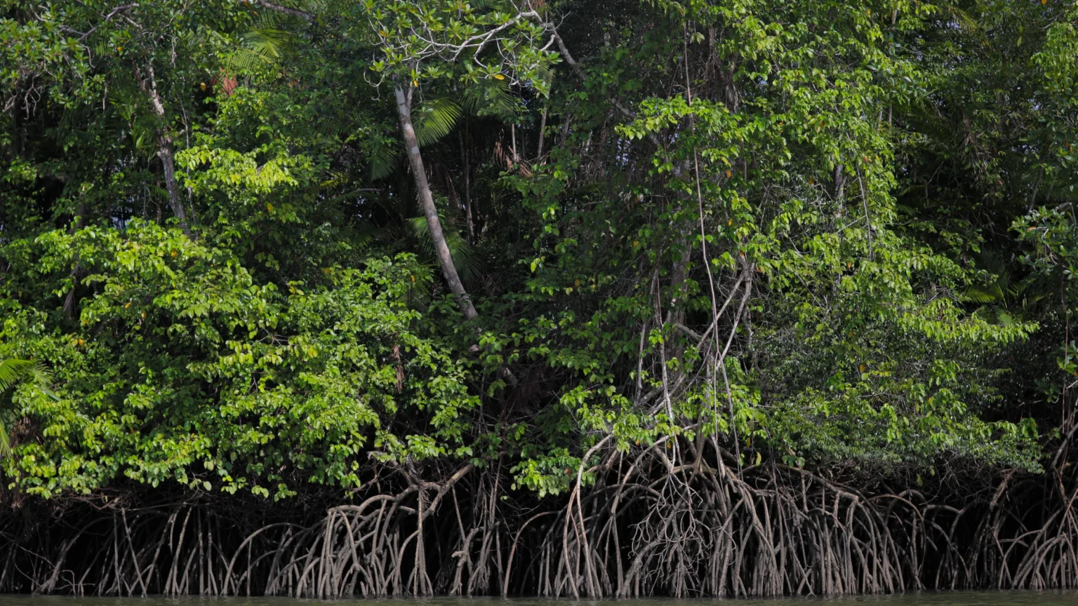Carbono Azul: Descubra como o Oceano Regula o Clima e Impacta Nosso Cotidiano